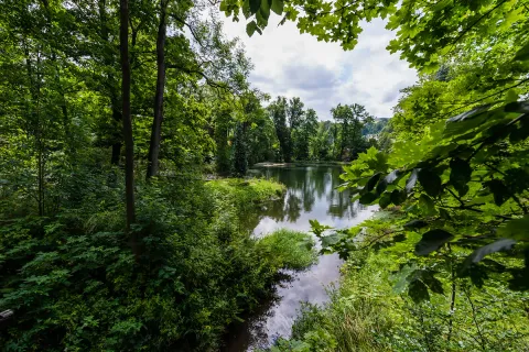 Waldweg mit Bach und grüner Vegetation